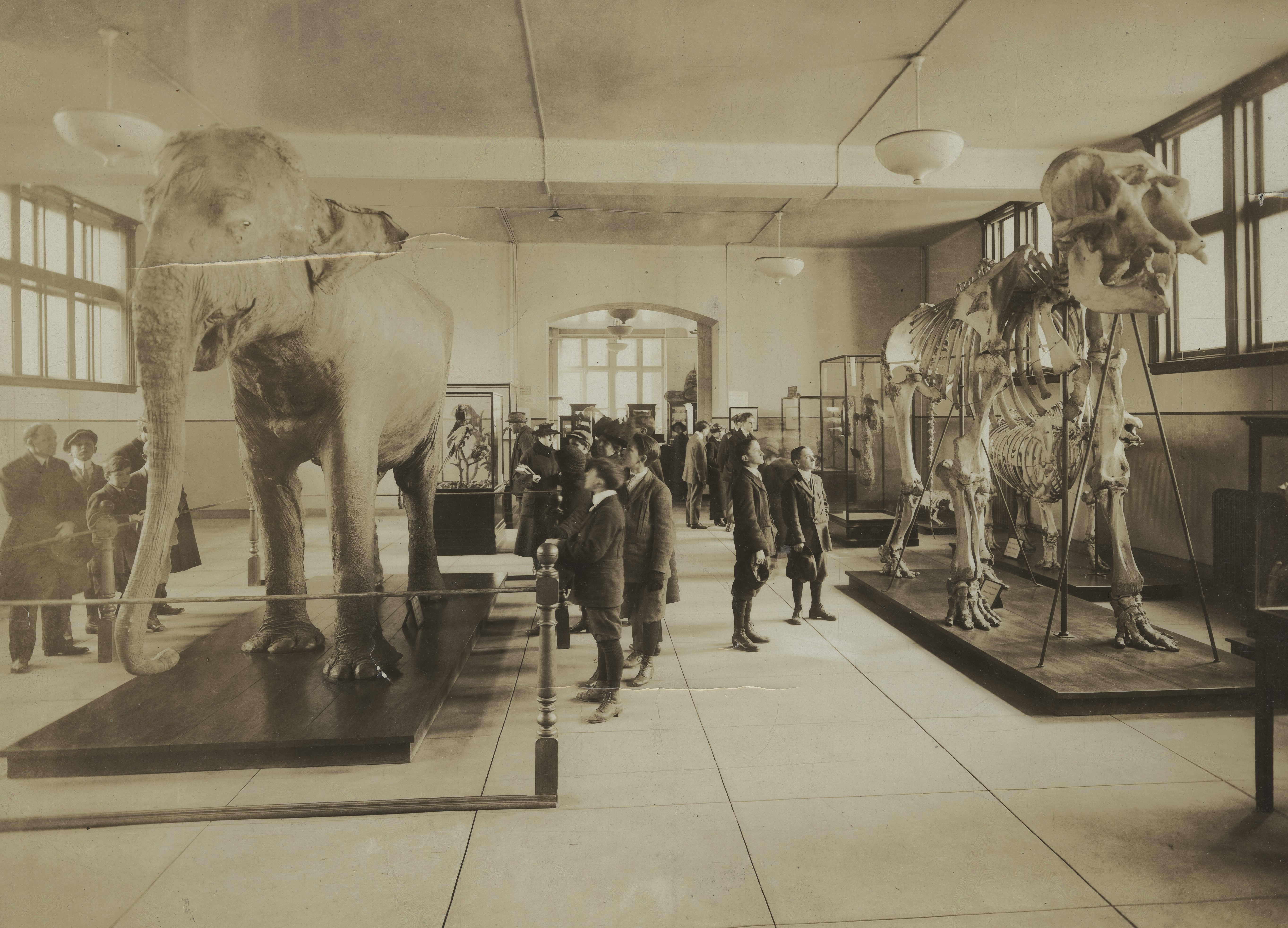An image of a muesum exhibit featuring a taxidermied Bolivar the Elephant.